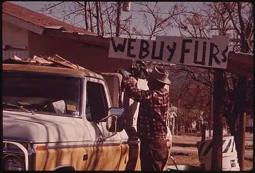 Fur Buying and Selling Is Brisk During the Hunting Season in Leakey, Texas