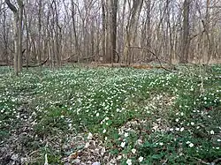 Carpet across the woodland floor