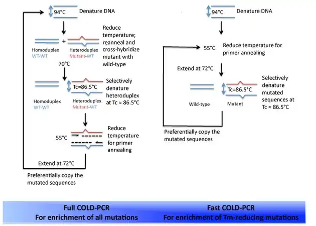 An overview of full COLD-PCR in comparison to fast COLD-PCR.