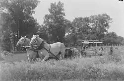 Horse-drawn reaper in Canada in 1941