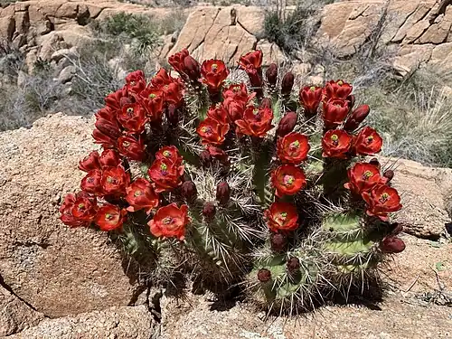 Blooming Plant in Tonto National Forest