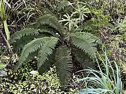 Prince of Wales fern