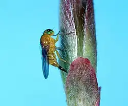 A Fergusonina species