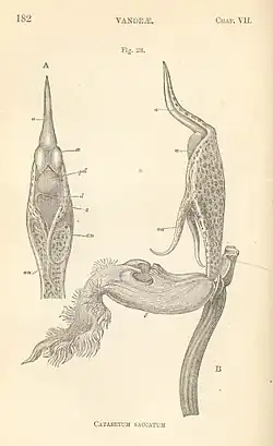an elaborately convoluted flower, with a narrow spike projecting out, bent down then forward over the lower petal.