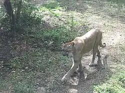 Florida panther (Felis concolor coryi)