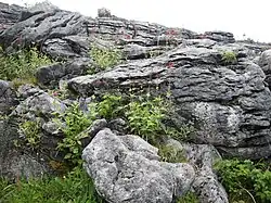 Native flowers and rock formations