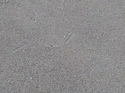 Image 18Crawling prints of a snake (from Snake)