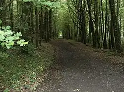 Moore Hall forestry park