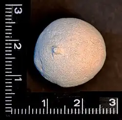 †Porosphaera globularis fossil (order Lithonida) from the Cretaceous of Germany