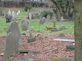 Wildlife in the cemetery
