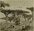 Frankincense and Adenium trees photograph by Forbes