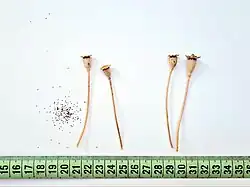 Fruits and seeds of Papaver umbonatum