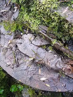 Fussell's Lower Works: an iron edge tool works, 210 m south east of Wadbury