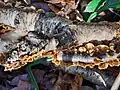Hairy bracket, Trametes hirsuta, on birch log