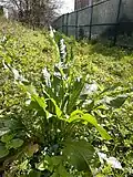Horseradish, Armoracia rusticana on ramp meadow