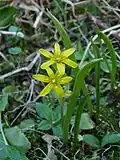 Yellow star-of-Bethlehem, Retournemer lake.