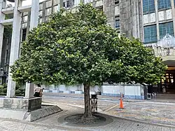 Drypetes falcata (Filipino name: Gakakan)