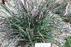 Gasteria pulchra forms rosettes of smooth, thin, sharp, elongated, ascending leaves (linear triangular).