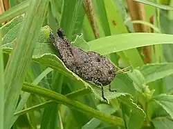 Gastrimargus africanus africanus 5th instar