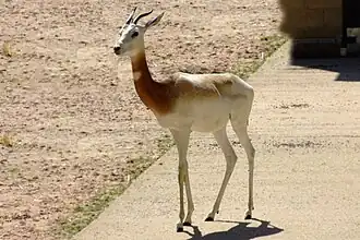 Marwell Zoo, Hampshire, UK