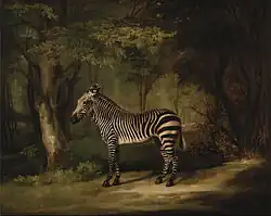 A portrait of a zebra by George Stubbs