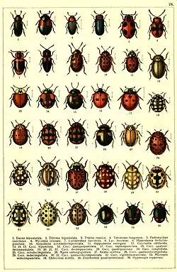 Array of ladybirds by G.G. Jacobson