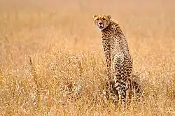 A cheetah standing on a rock in the grasslands of the Serengeti
