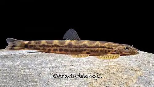 Ghatsa montana, Anamalai loach