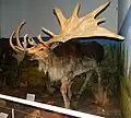Irish elk (extinct)