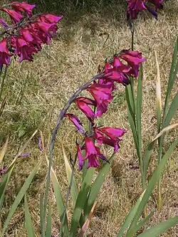 Side view, with spikes and leaves