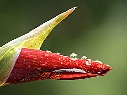 Bud in rain, Ooty, India