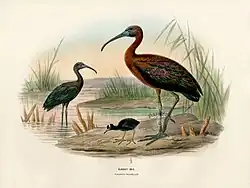 glossy brown wading bird with long bill