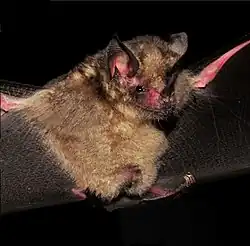 Brown bat