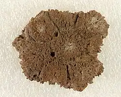 A photograph of an isolated Glyptodont osteoderm from Panama.