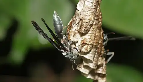 Polistes goeldii on a nest in Puerto Inca Province, Peru.