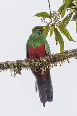 male, Ecuador