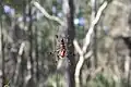 Golden silk orb-weaver, Big Talbot Island