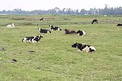 An example of cattle feeding on the grasses of dried chinampas lands