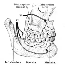 Nerves of the jaw