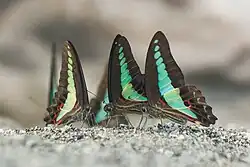 Graphium Teredon in Puddling in Buxa Tiger reserve