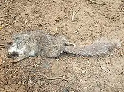 Gray and white dormouse