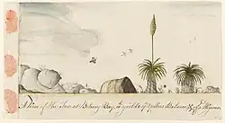 Grass tree, or `A View of the Tree at Botany Bay, wh yields ye Yellow Balsam, & of a Wigwan