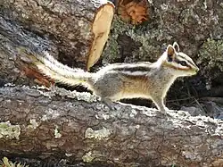 Gray chipmunk