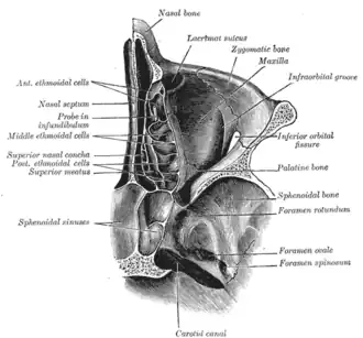 Horizontal section of nasal and orbital cavities.