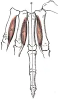 Palmar interossei muscles