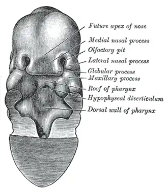 Same embryo as shown in Fig. 45, with front wall of pharynx removed.