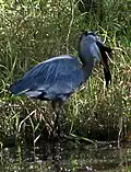 Image 2A Great blue heron at Alafia River State Park