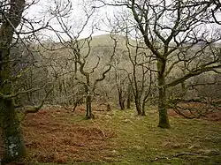The wooded east slope of Great Mell Fell. Little Mell Fell is seen through the trees