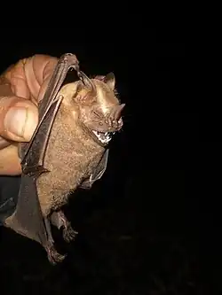 Brown bat