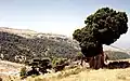 Greek juniper (Juniperus excelsa)